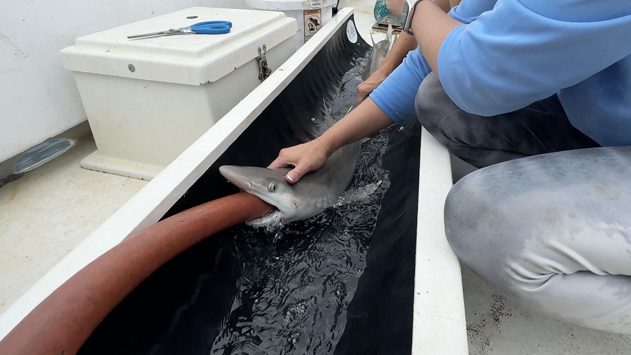 Shark vs Fish Vert: Uncovering Key Fossil Differences